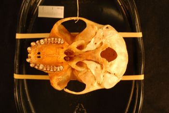 Media type: image;   Mammalogy 22735